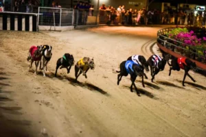 Hướng Dẫn Chơi Game Nhanh Đua Chó Tại BK8 Từ A Đến Z