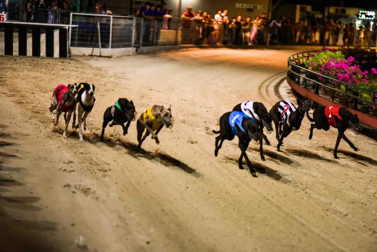 Hướng Dẫn Chơi Game Nhanh Đua Chó Tại BK8 Từ A Đến Z 1 Hướng Dẫn Chơi Game Nhanh Đua Chó Tại BK8 Từ A Đến Z