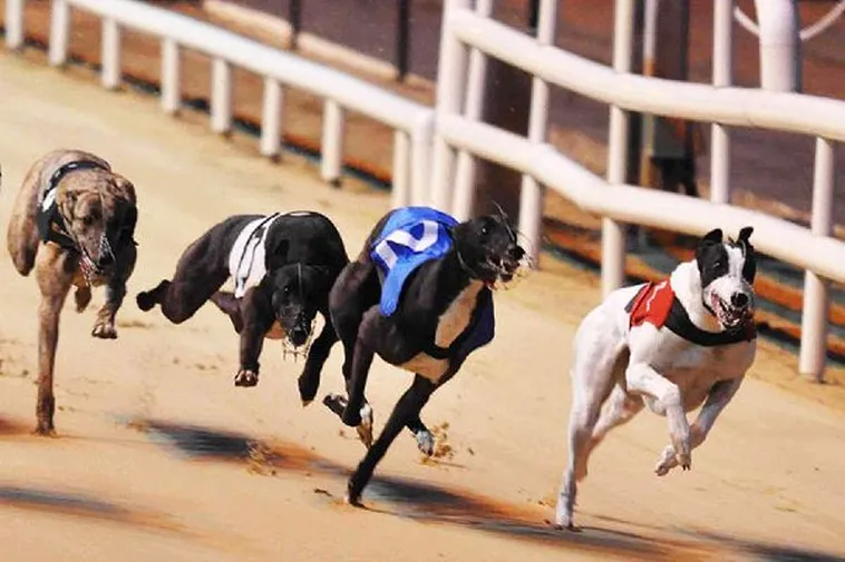 Hướng Dẫn Chơi Game Nhanh Đua Chó Tại BK8 Từ A Đến Z 2 Hướng Dẫn Chơi Game Nhanh Đua Chó Tại BK8 Từ A Đến Z