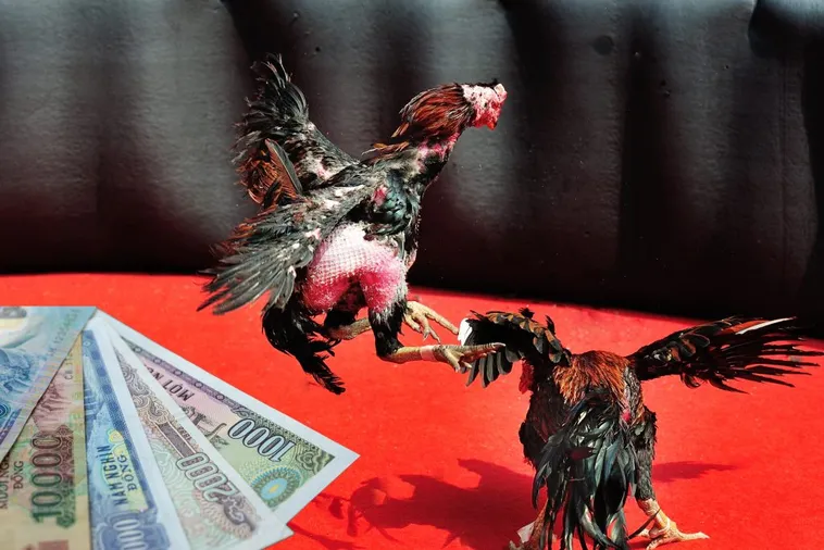 Bật Mí Cách Chơi Đá Gà Sabong Tại BK8 Từ Cao Thủ Philippines 1 Bật Mí Cách Chơi Đá Gà Sabong Tại BK8 Từ Cao Thủ Philippines